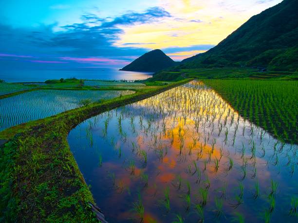istock Japanese landscape973 Rice terraces 1252689139