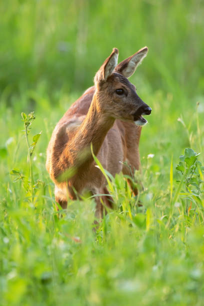istock Roe deer between tall grass in summery meadow. 1252689454