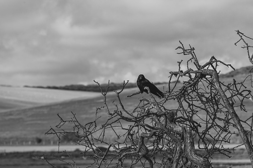Crow on a branch, Cuckmere River, East Sussex, UK