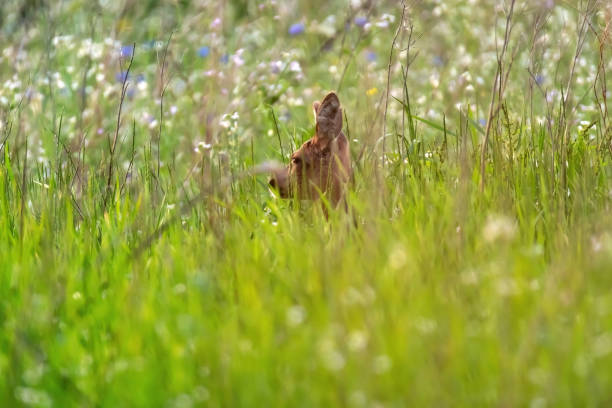 istock Deer hidden in summery meadow with white flowers. 1252689487