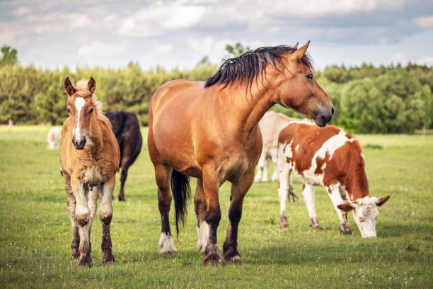 pferde und kühe auf der wiese. sommergrünland in der landwirtschaft. - horse brown animal farm stock-fotos und bilder