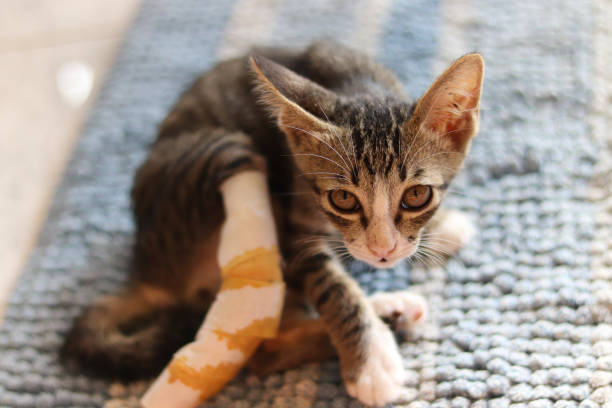 istock Shy rescue cat 1252690605