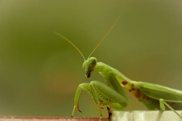 istock Close up of a green praying mantis 1252690732