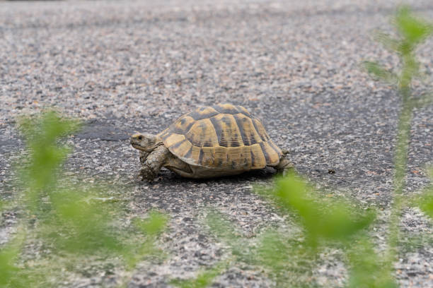 istock African spurred tortoise, Centrochelys sulcata, on asphalt ground. 1252691011