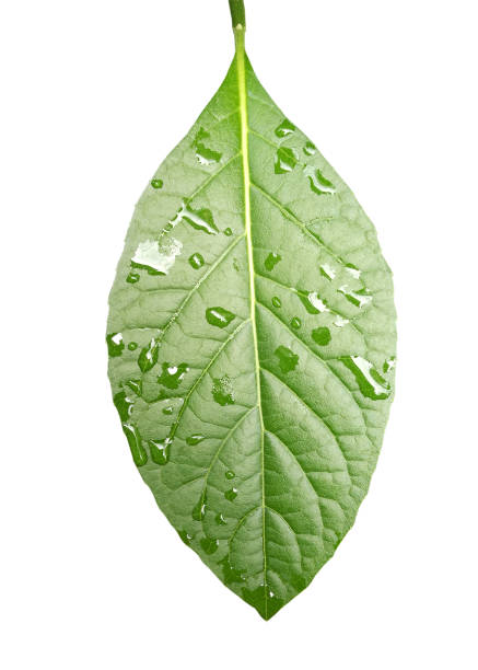 istock Green leave isolated on white background. Soft focus. 1252691116
