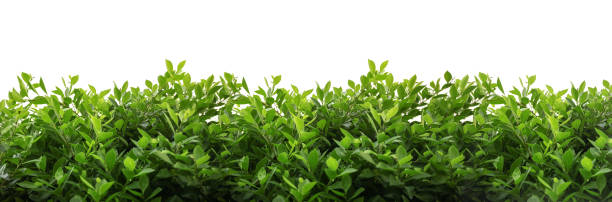 istock Cgreen leaves on the tree isolated on white 1252691284