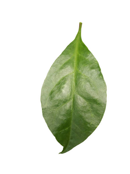 istock Green leave isolated on white background. Soft focus. 1252691454