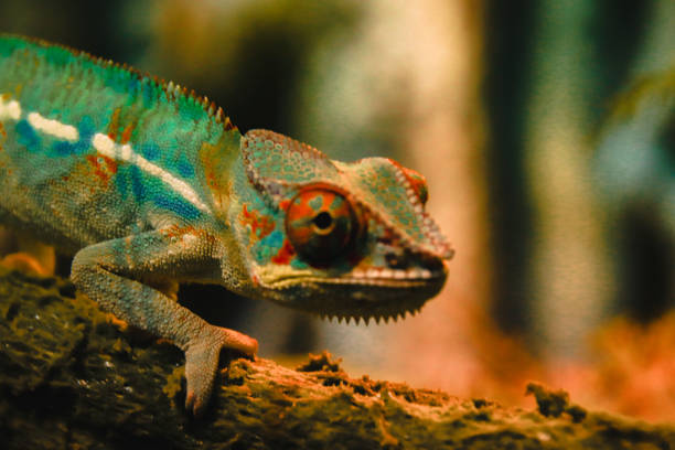 istock Exotic pet sold in Chatuchak Weekend Market 1252691772