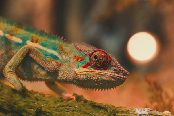 istock Exotic pet sold in Chatuchak Weekend Market 1252691923