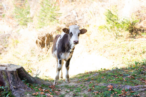 young calf with a bell grazes in a summer meadow