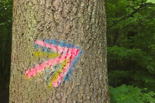 multi colored arrow on a tree trunk in a public park or a forest