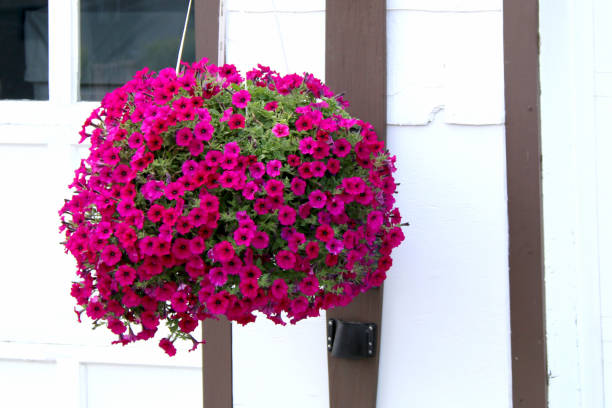istock hanging basket bright red magenta flowers white wall background 1252698231