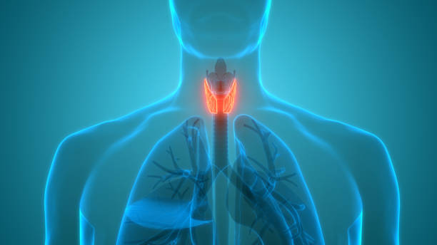 menschliche körperdrüsen lobes der schilddrüse anatomie - thyroid gland stock-fotos und bilder