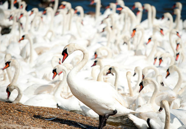 istock Standing out from the crowd, Jurassic Coast, Dorset, England 1252699448