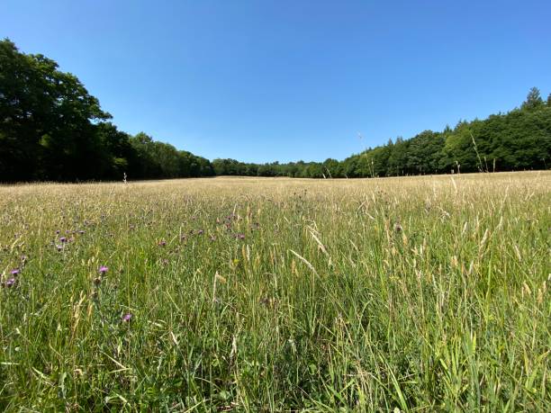 istock Uncultivated Meadow in the Sun 1252700121