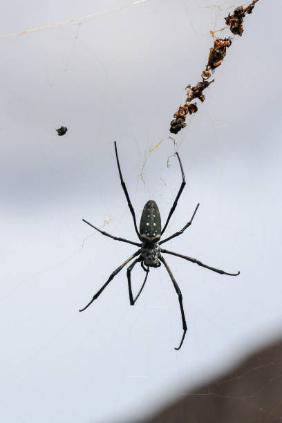 istock poisonous spider on the web. Big spider on the net 1252700179