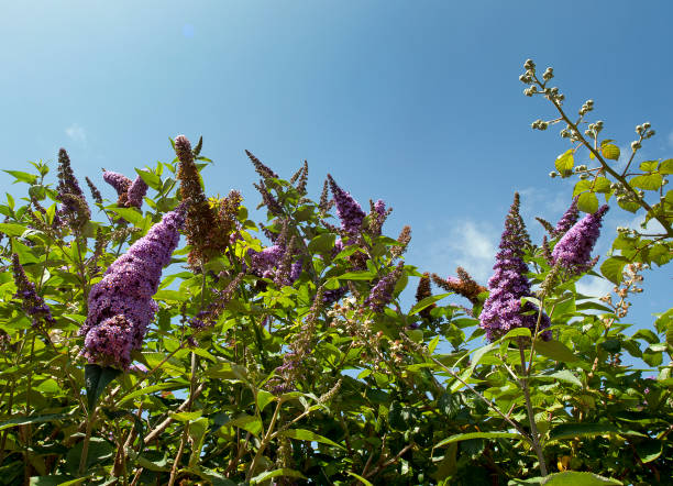 The Yellow buddleja davidii (summer lilac) blooming