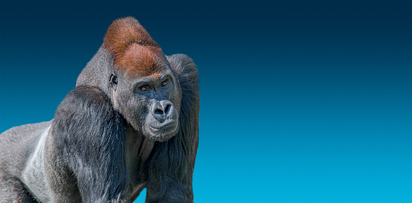 Banner with portrait of very powerful alpha male African gorilla at blue gradient background with copy space for text