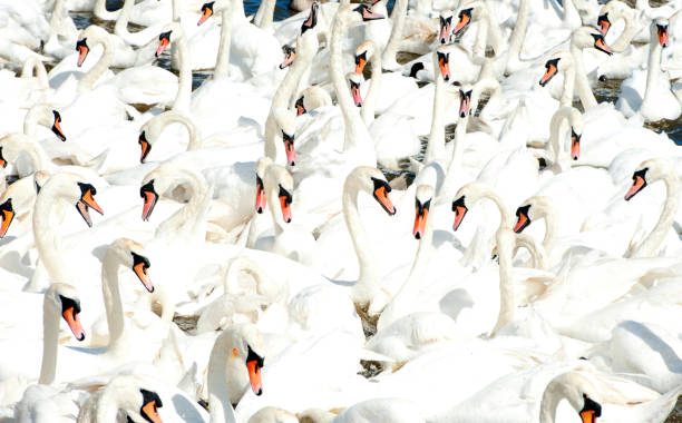 istock Swan community in close-up,, Dorset, England 1252700681