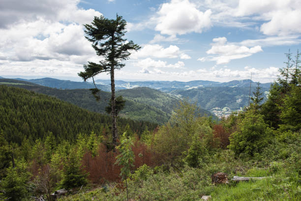 istock landscape at Silberberg Todtnau 1252700685