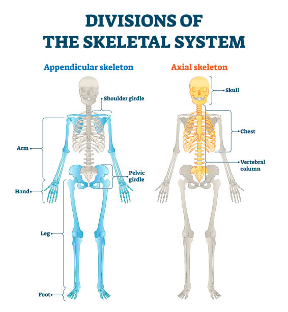 teilungen des appendicularen und axialen skelettsystems beschriftete erklärung. - pelvic bone stock-grafiken, -clipart, -cartoons und -symbole