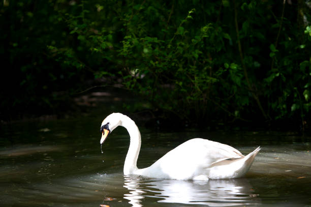 istock Mute Swan in sunlight, Jurassic Coast, Dorset, England 1252701670