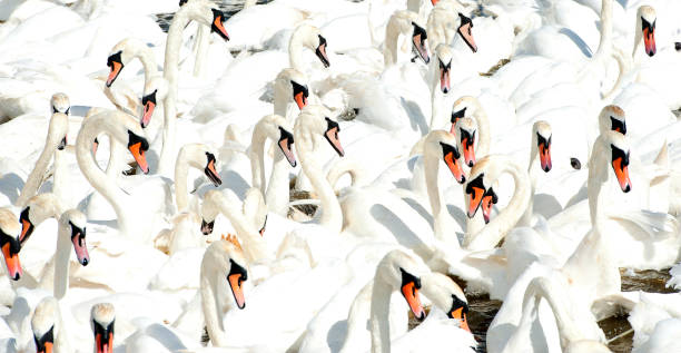 Mute Swan melee, Jurassic Coast, Dorset, England