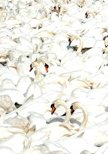 istock Swan groups, Jurassic Coast, Dorset, England 1252701857
