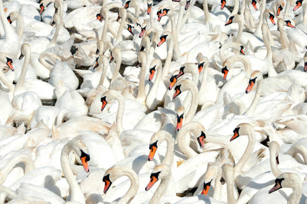istock Swan colony, Jurassic Coast, Dorset, England 1252702573