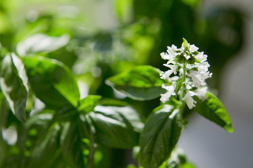 Blossom basil, basil leaves with flowers. Green background with growth basil