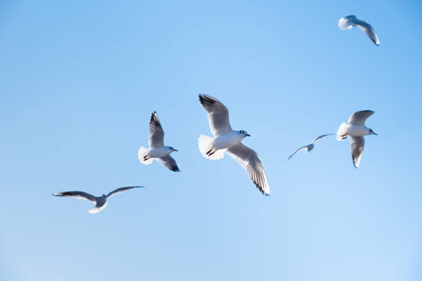 istock Seagulls birds fly in the blue sky 1252703160