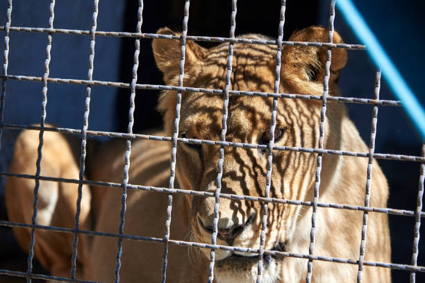 Sad young lioness resting in a metal cage.