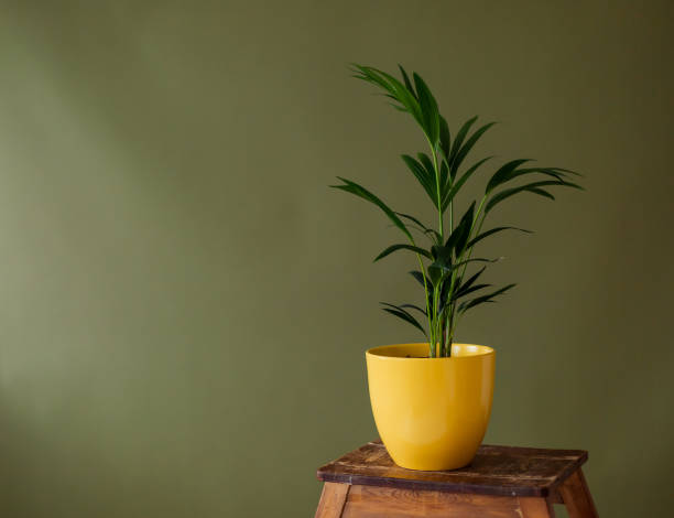 istock Flower in a pot on a green background 1252703552