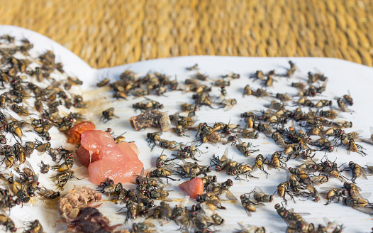 Meat used as bait to fly flies into traps