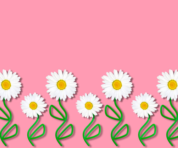 istock Beautiful pastel pink background with growing chamomile. Illustration. Floral frame for design. 1252704406