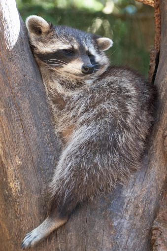 Raccoon take a nap in the tree