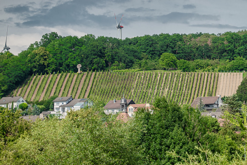 Vineyards on the sloping hills in Sommerhausen at river Main, Germany