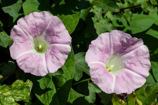 Convolvulus Arvensis Space for text convolvulus photos stock pictures, royalty-free photos & images