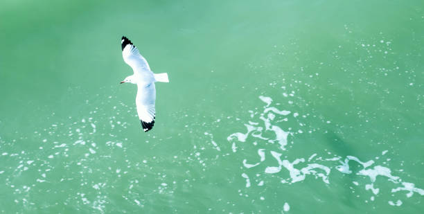 istock Flying seagulls top view .Seagulls flying over blue sea water . 1252706840