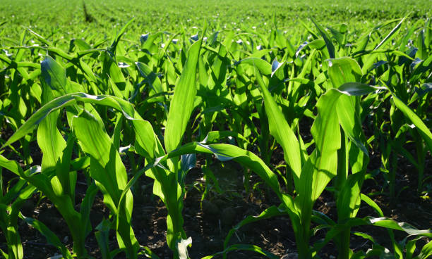 les jeunes plants de maïs sont rétroéclairés sur un champ de maïs en été - summer cereal plant sunlight sun photos et images de collection
