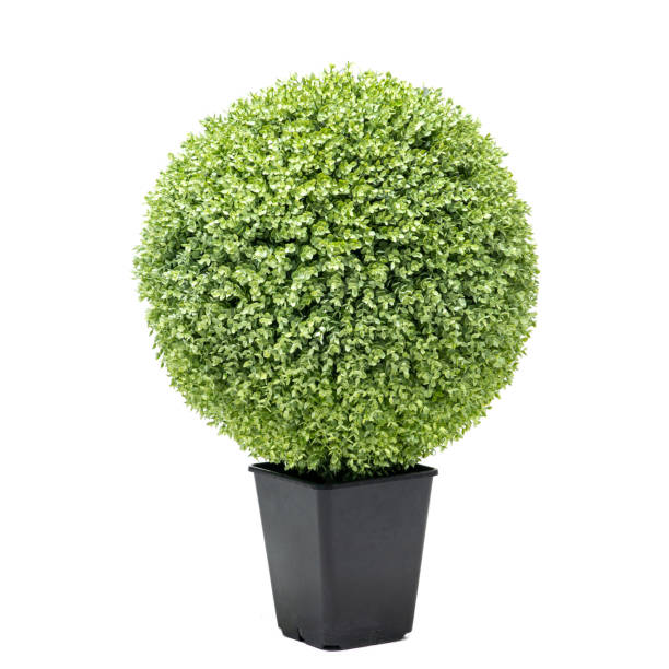 istock Artificial boxwood ball topiary bush tree like real as modern evergreen ecological decoration for interiors of house, malls, restaurants. isolated on white background for design collage 1252708582