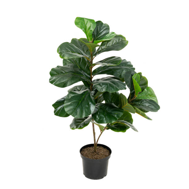 istock Artificial ficus lyrata tree like real as modern evergreen ecological decoration for interiors of house, malls, restaurants. isolated on white background for design collage 1252708621