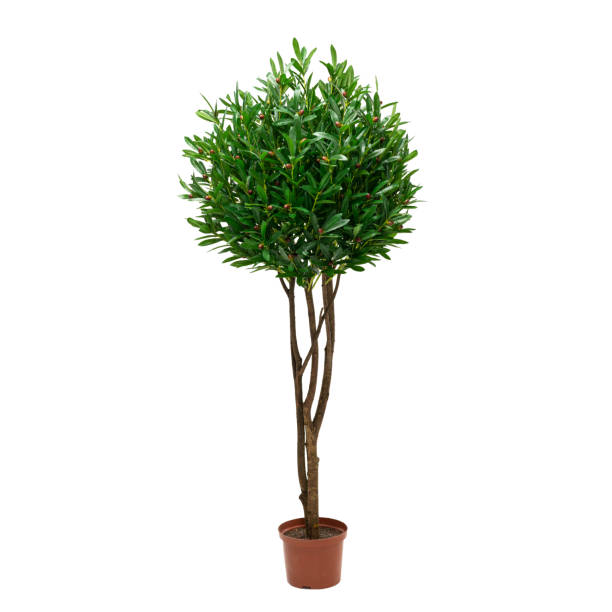 istock Artificial olive tree like real as modern evergreen ecological decoration for interiors of house, malls, restaurants. isolated on white background for design collage 1252708654