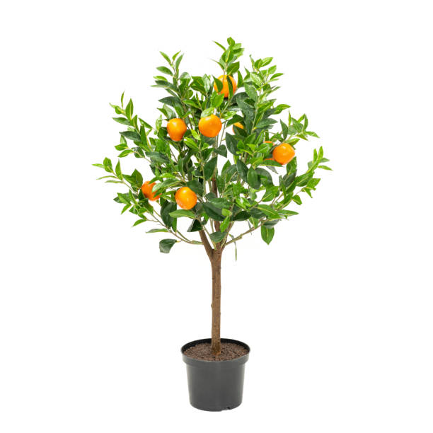 istock Artificial tangerine tree like real as modern evergreen ecological decoration for interiors of house, malls, restaurants. isolated on white background for design collage 1252708681