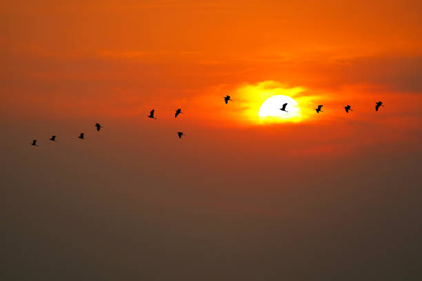 sunset on evening orange red dark cloud on the sky and birds flying to home