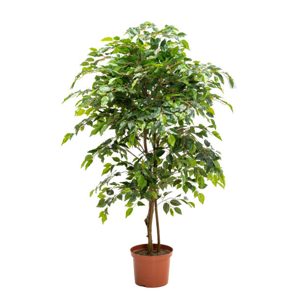 istock Artificial ficus tree like real as modern evergreen ecological decoration for interiors of house, malls, restaurants. isolated on white background for design collage 1252709673