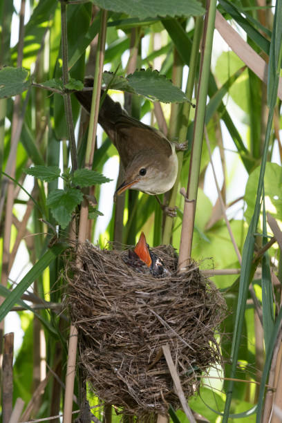 istock Reed warbler at nest with cuckoo 1252709940