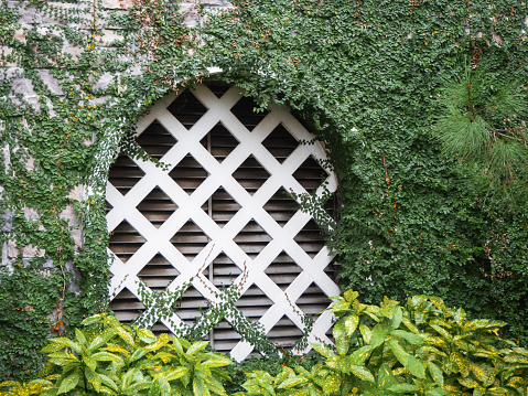 A grotto with a white lattice in stone wall overgrown with green ivy and with an aucuba plant in the foreground