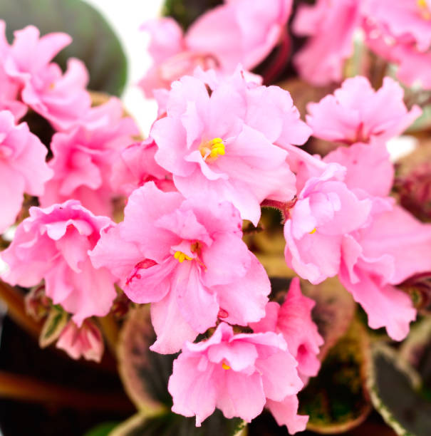 istock Violets beautiful flowers, background. 1252711580