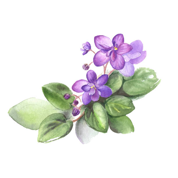 Hand drawn watercolor of African Violet Flowers. Vector Illustration for your design. Hand drawn watercolor of African Violet Flowers. Vector Illustration for your design. Romantic background for web pages, wedding invitations, wallpaper. pansy stock illustrations